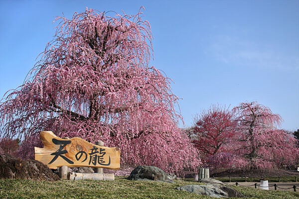 <三重>圧巻のしだれ梅「鈴鹿の森庭園」ライトアップ&「アクアイグニス」でお買物【垂水・名谷発】2